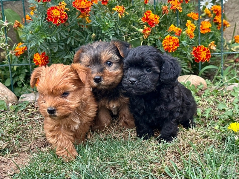 Мини йоркита , снимка 1