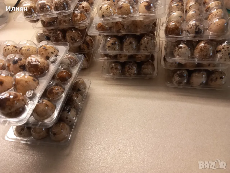 Яйца от пъдпъдъци, снимка 1