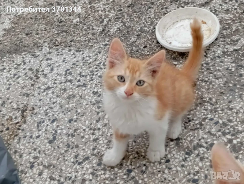 подарявам котенце , снимка 1