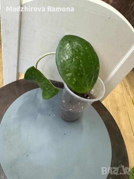 Hoya Latifolia splash , снимка 1