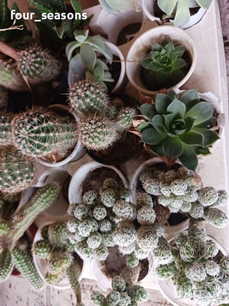 кактуси сукуленти, снимка 1