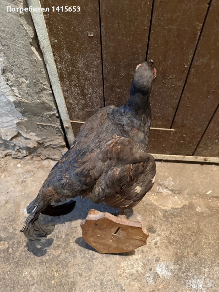 Продавам препариран кеклик, снимка 1