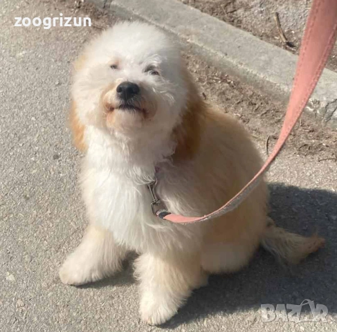 Малки кавапу пудели, снимка 2 - Пудели - 51641128