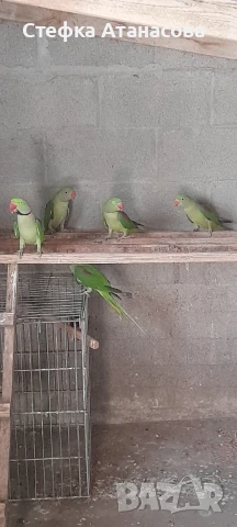 Малки Александри, снимка 13 - Папагали - 50990222