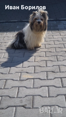 Biewer terrier Sofia 