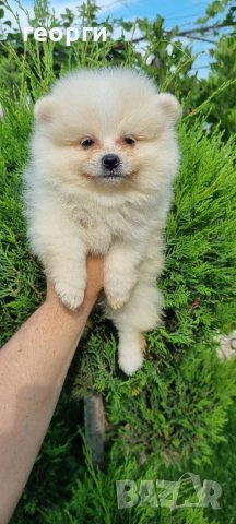 Померан померанче, снимка 11 - Померан - 41146182