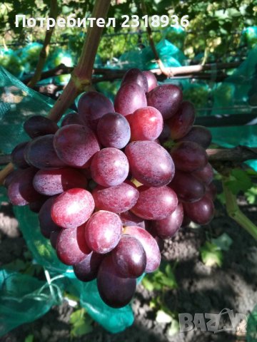 Десертни сортове грозде., снимка 12 - Разсади - 38898244