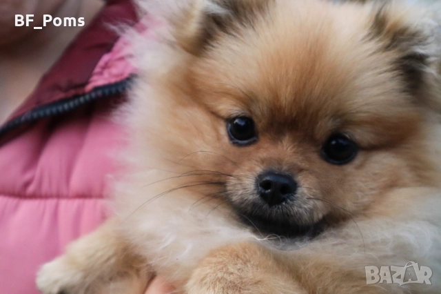 Миниатюрно момиченце померан с родословие FCI, снимка 9 - Померан - 50219721