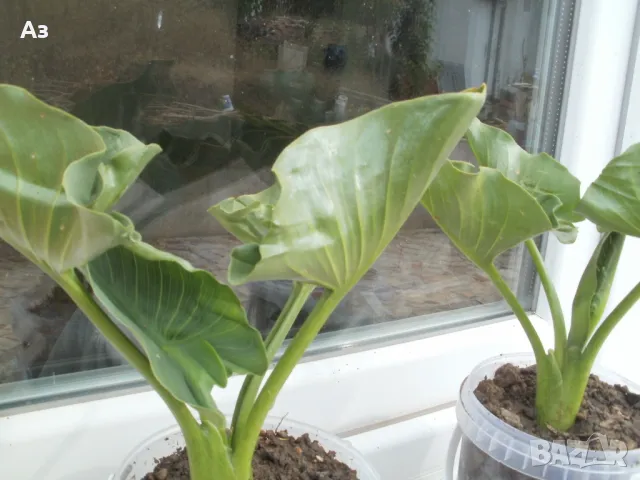 Продавам цветя Кала, снимка 3 - Стайни растения - 48203680