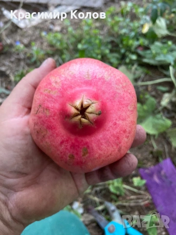 Нарове – селекция от много сортове с различни характеристики ,растения, дръвчета, снимка 3 - Градински цветя и растения - 52516852