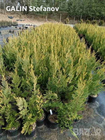 лейланди , снимка 2 - Градински цветя и растения - 49482558