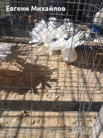 Фенерлии , снимка 10 - Гълъби - 52405258