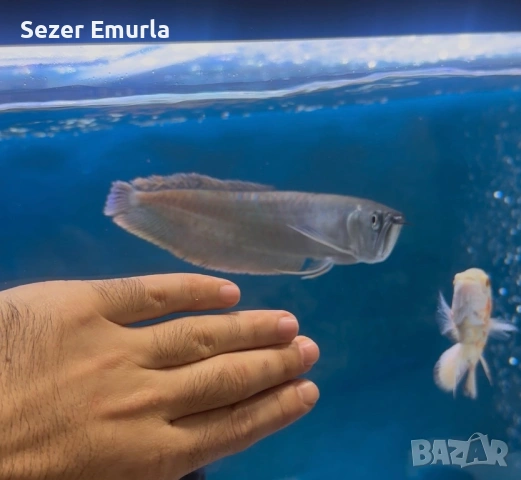 Арована 27 28 см