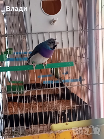 Гулдови амадини