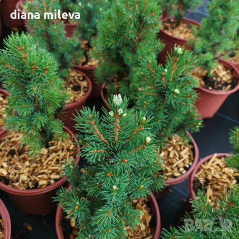 Канадски Смърч, Picea glauca Sanders Blue, снимка 2 - Градински цветя и растения - 40514435