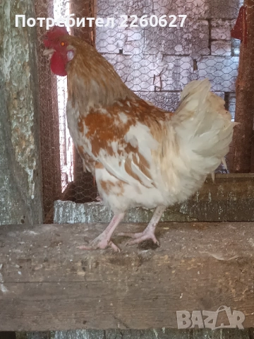 Млади петли , снимка 6 - Кокошки и пуйки - 52944909