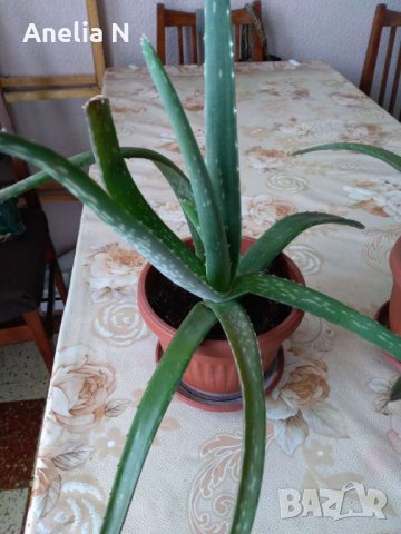 Алое вера, снимка 2 - Стайни растения - 37518241