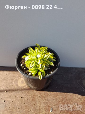 Арабис (Старо злато), снимка 4 - Градински цветя и растения - 41310879