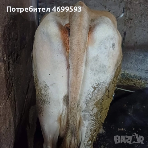 Крава - порода Джерсей (Жарсе), снимка 4 - Крави - 52976676