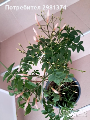 Жасмин(Ароматен)