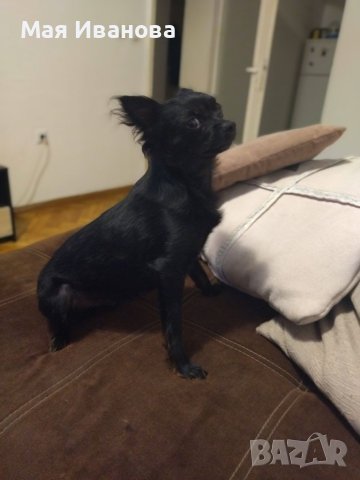 Търсим си дама за разплод , снимка 4 - Чихуахуа - 41342973