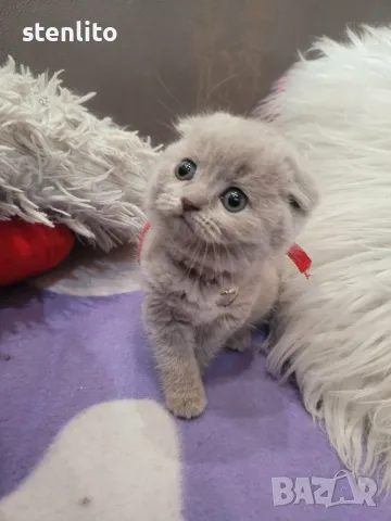 Шотландски клепоухи бебета , снимка 18 - Британска късокосместа - 23804712