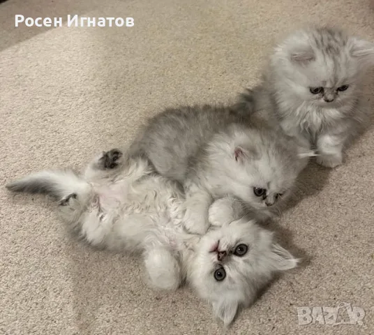 Персийски котетата