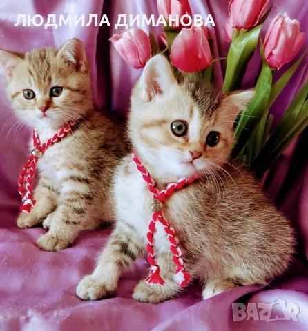 Шотландско мъжко Скоттиш Страйт. 