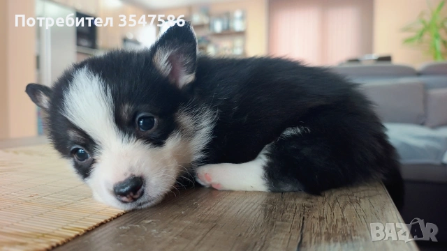 Трицветни кученца Уелско корги пембрук - мъжки, снимка 16 - Други - 53220591