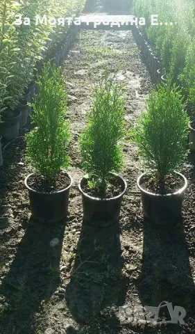 Туя Смарагд , снимка 7 - Градински цветя и растения - 49492365