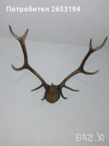Продавам уникални еленски рога.