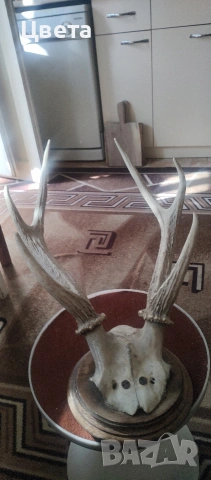 Еленови рога