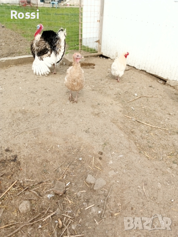 ПУЙЧЕТА и  разплодни/оплодени пуешки яйца , снимка 6 - Кокошки и пуйки - 44839505