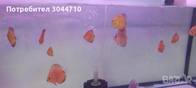 Продавам малки дискуси, снимка 2 - Рибки - 53716102