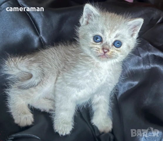 Сребърна чинчила- шотландко правоухо коте., снимка 3 - Чинчили - 53399242