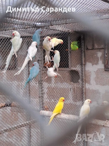 Продавам Малки александри, снимка 3 - Папагали - 53434056