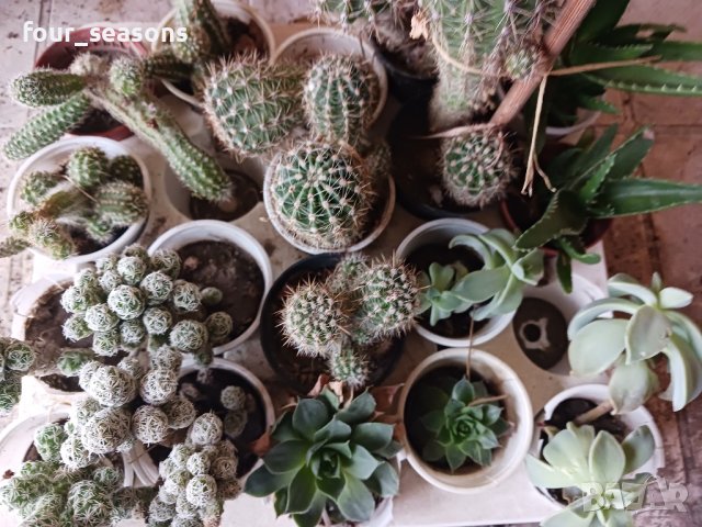 кактуси сукуленти, снимка 4 - Градински цветя и растения - 44470790