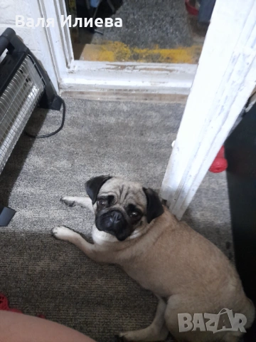 Продавам куче порода мопс