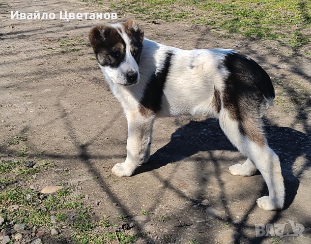 Алабай, снимка 3 - Алабай - 53821478