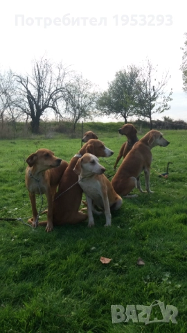 Гончета  елитни обучени за лов , снимка 2 - Гонче - 52141587