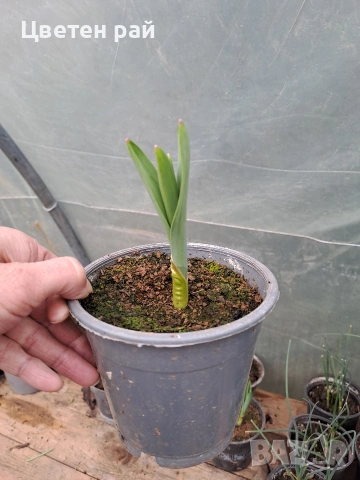 Два вида alium едър цвят и малък цвят 3€брой саксия едър цвят и 2€брой саксия малък цвят , снимка 6 - Градински цветя и растения - 53759518