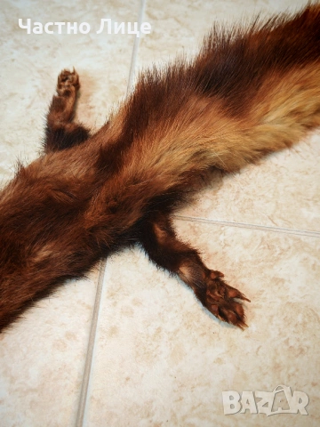 Продавам Две Обработени Кожи от Норка , снимка 7 - Антикварни и старинни предмети - 53330522