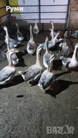 Продавам лебедови гъски, снимка 5 - Патици и гъски - 52434535