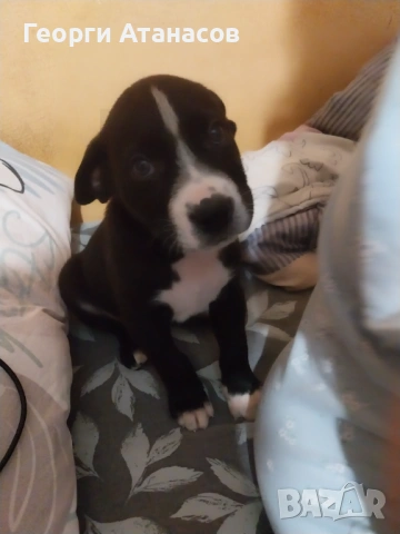 Продавам МЪЖКО Кане-корсо , снимка 2 - Кане корсо - 53684679