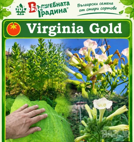 Семена за тютюн