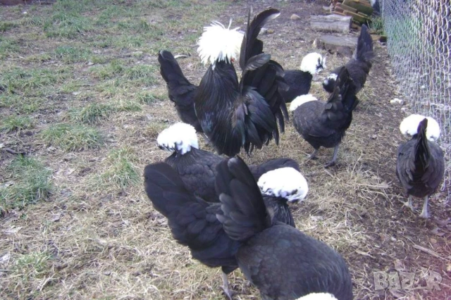 Яйца от холандски качулати, снимка 5 - други­ - 53702012