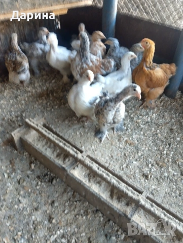 Катунски пиленца и селски пиленца , снимка 2 - Кокошки и пуйки - 53394021