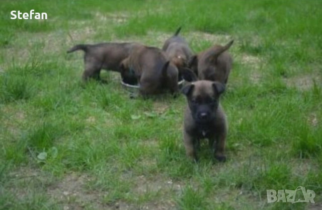 Белгийски овчарка-Малиноа, снимка 3 - Белгийска овчарка - 53422371