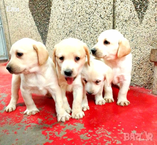 Лабрадор ретривър 