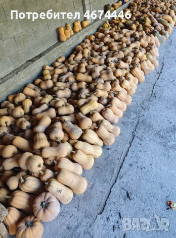 Тиква сорт Матилда и цигулка!, снимка 4 - Домашни продукти - 52732583